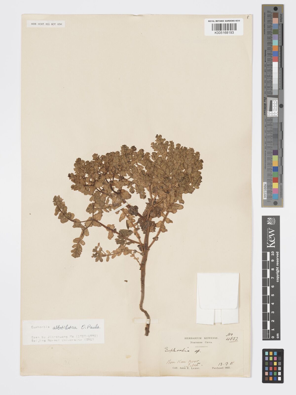 Euphorbia altotibetica