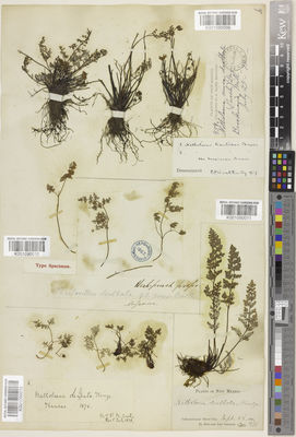 Kew Gardens K001090011:  Greene, E.L. [s.n.] United States