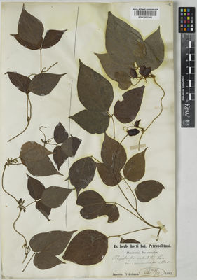 Kew Gardens K000900348:  Maximowicz, C.J. [s.n.] Japan