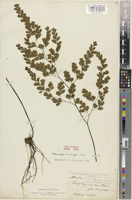 Kew Gardens K001090050:  Levinge, H.C. [s.n.] India