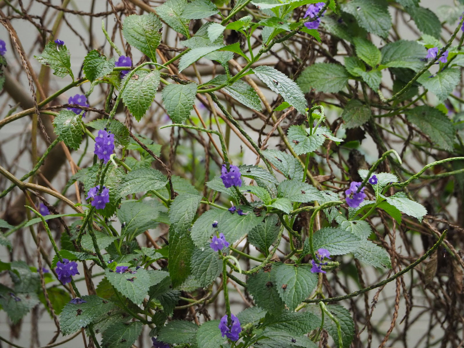 Stachytarpheta indica (L.) Vahl | Plants of the World Online | Kew Science