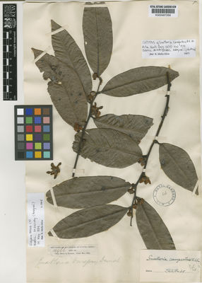 Kew Gardens K000487269:  Glaziou, A.F.M. [14466] Brazil