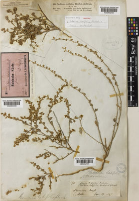 Kew Gardens K000852497:  Hooker, J.D. [78] Yemen