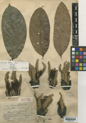 Kew Gardens K000671484:  Ridley, H.N. [s.n.] Malaysia