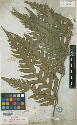 Kew Gardens K000589396:  Mathews [1802] Peru