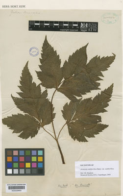 Kew Gardens K000529863:  Bancroft [s.n.]