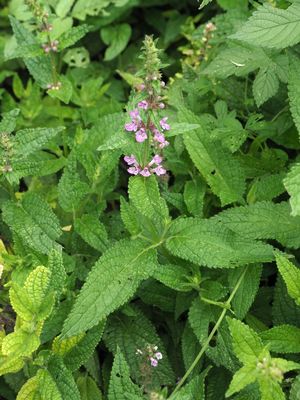 Stachys affinis Bunge | Plants of the World Online | Kew Science