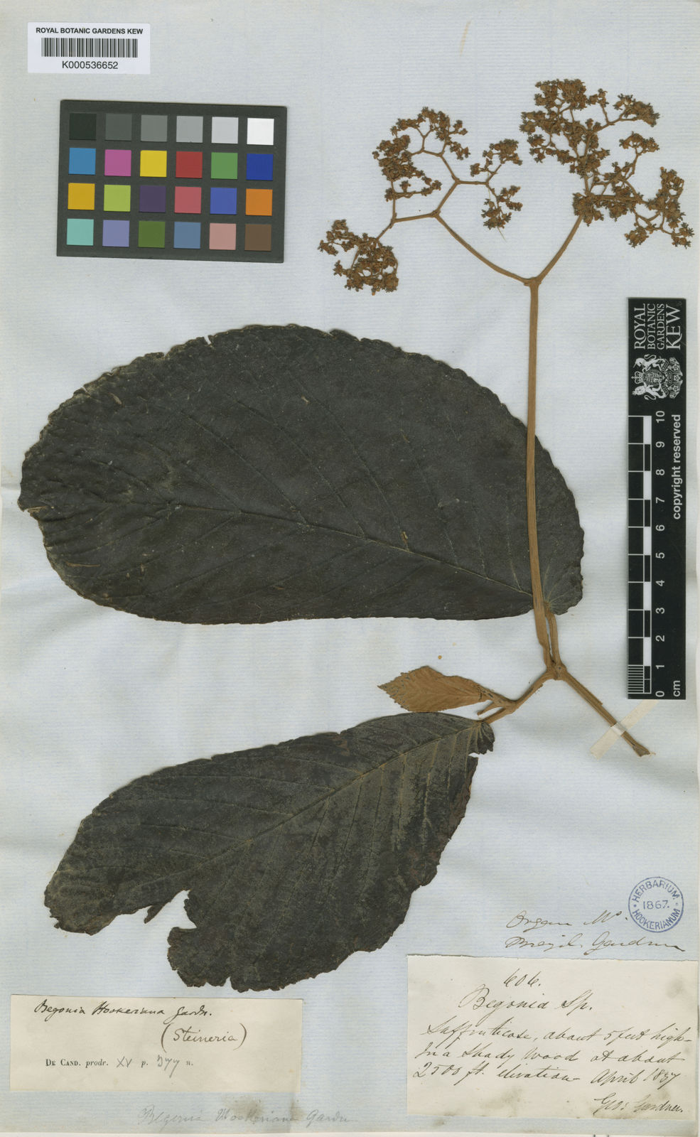 Begonia hookeriana Gardner | Plants of the World Online | Kew Science