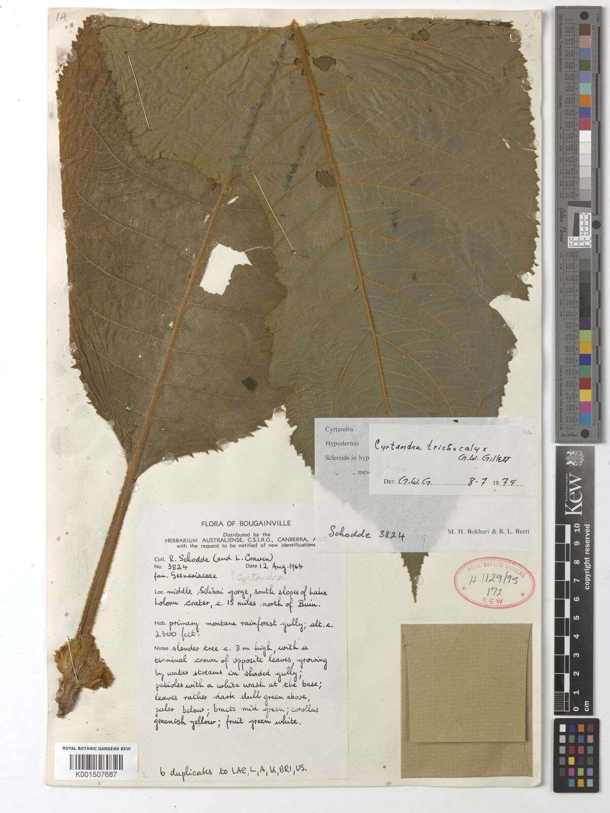Cyrtandra trichocalyx