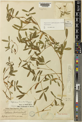 Kew Gardens K000262599:  Barter, C. [s.n.] Niger