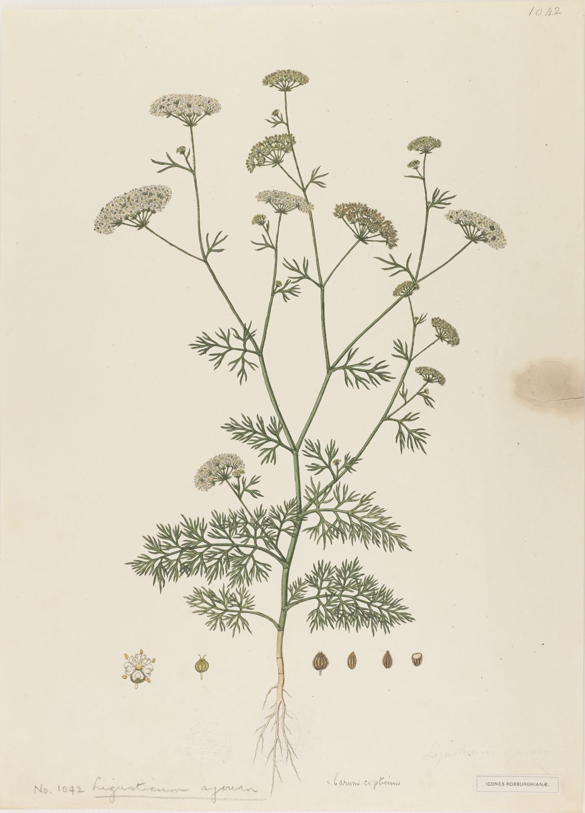Trachyspermum ammi (L.) Sprague | Plants of the World Online | Kew Science