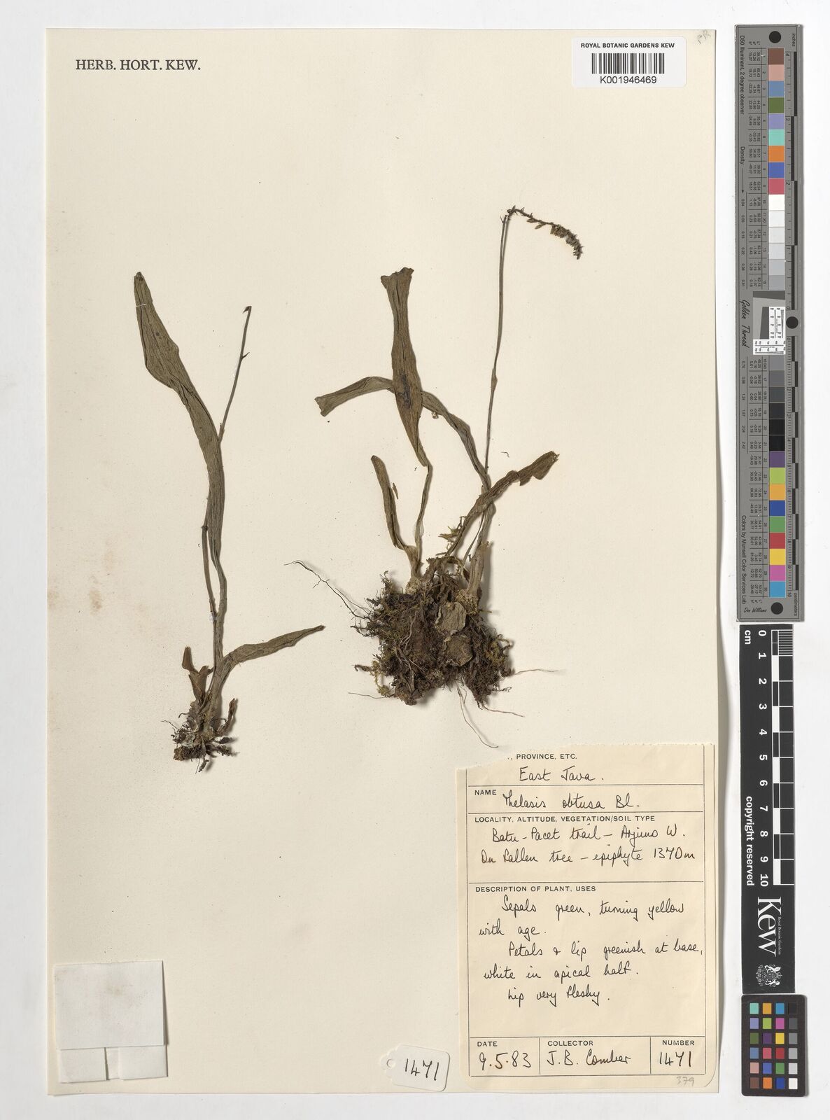 Thelasis obtusa