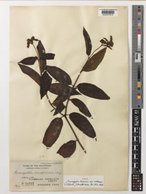 Kew Gardens K000370615:  Ramos, M.; Edano, G. [44553] Philippines