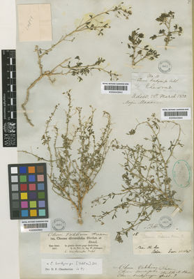 Kew Gardens K000643943:  s.coll. [10]