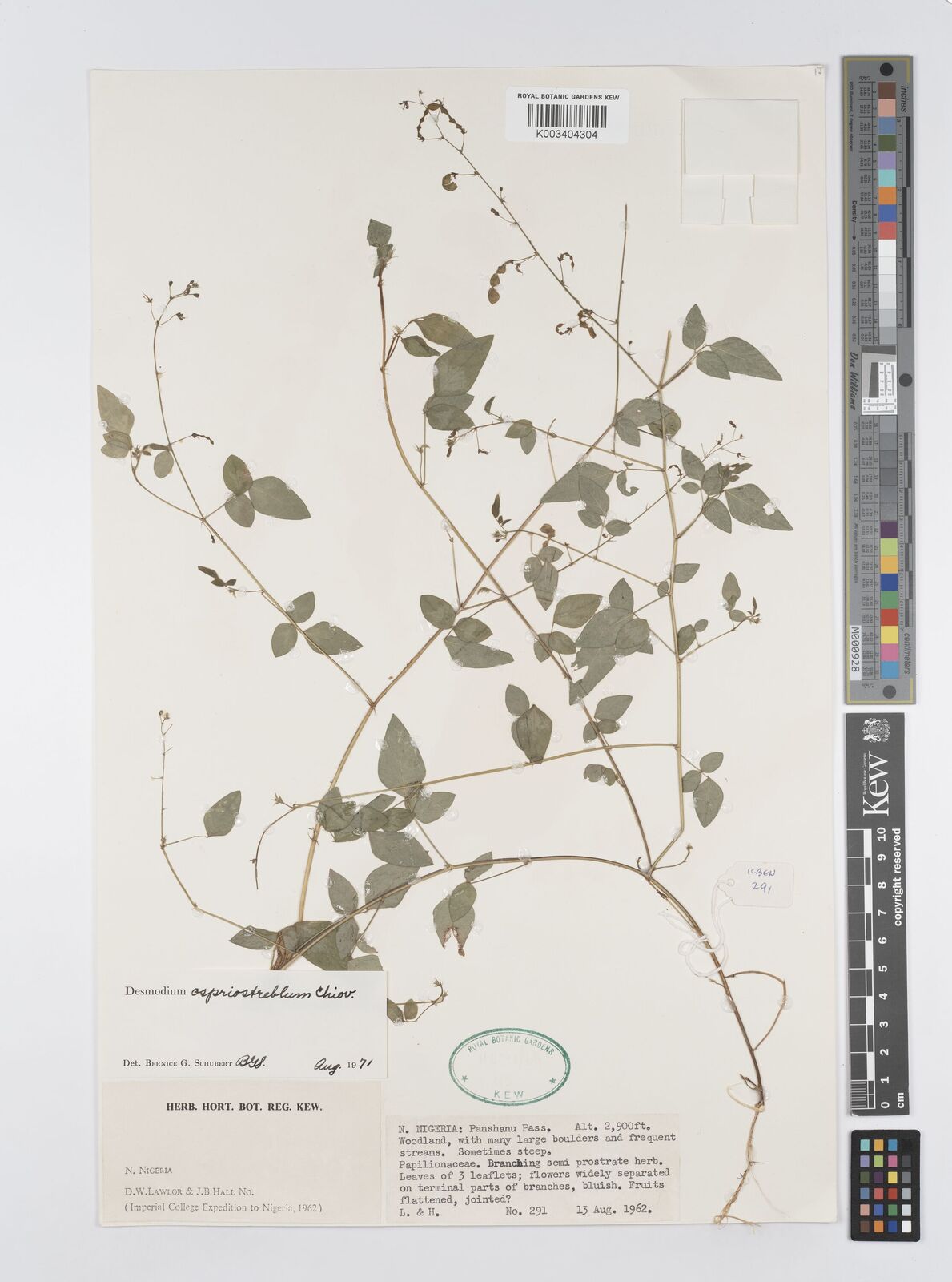 Desmodium ospriostreblum
