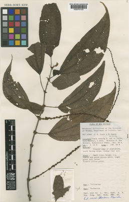 Kew Gardens K000741435:  Croft, J.R.; Katik, P. [14980] Papua New Guinea