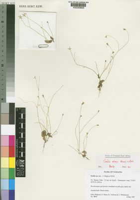 Kew Gardens K000306809:  Biggood, S.; Sitoni; D.; Vollesen, K.; Whitehouse, C. [3815] Tanzania