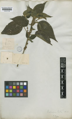 Kew Gardens K000575768:  Mathews [s.n.] Peru