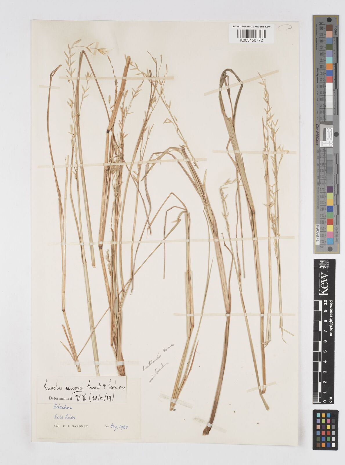 Eriachne nervosa