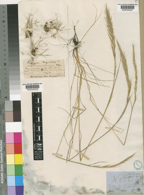 Kew Gardens K000345228:  Kuntze, O. [s.n.] Spain