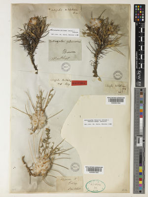 Kew Gardens K000951994:  Montbret, G.C., de [s.n.] Turkey