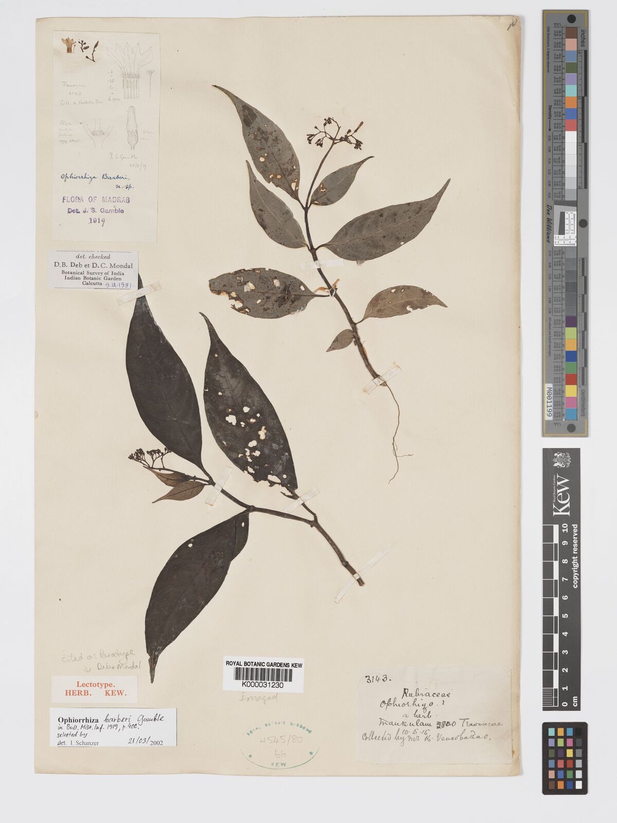 Kew Gardens K000031230:  K. Vencoba rao [3143] India