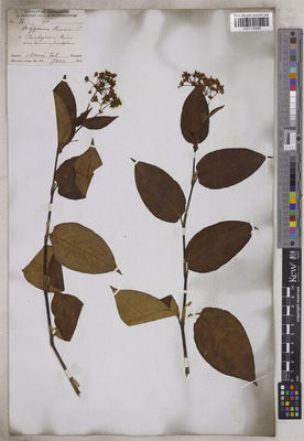Kew Gardens K001132889:  Strachey, R.; Winterbottom, J.E. [Cat. no. s.n.] India
