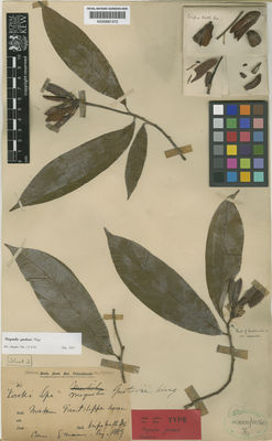 Kew Gardens K000681472:  s.coll. [s.n.] India