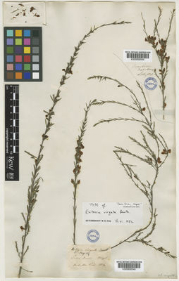 Kew Gardens K000858549:  Mangles, J. [s.n.] Australia