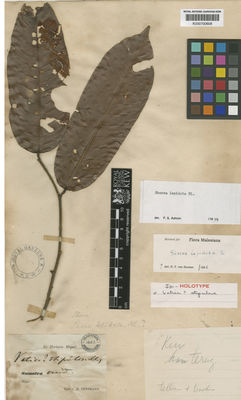 Kew Gardens K000700608:  Teysmann, J.E. [s.n.] Indonesia