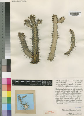 Kew Gardens K000253415:  Cannell, I.C.; Cannell, P. [15044] Namibia