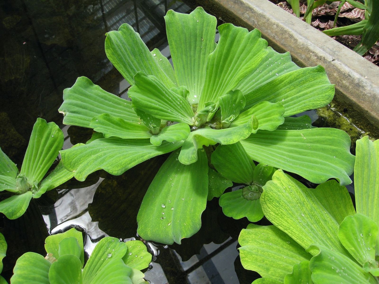 Pistia Stratiotes L Plants Of The World Online Kew Science