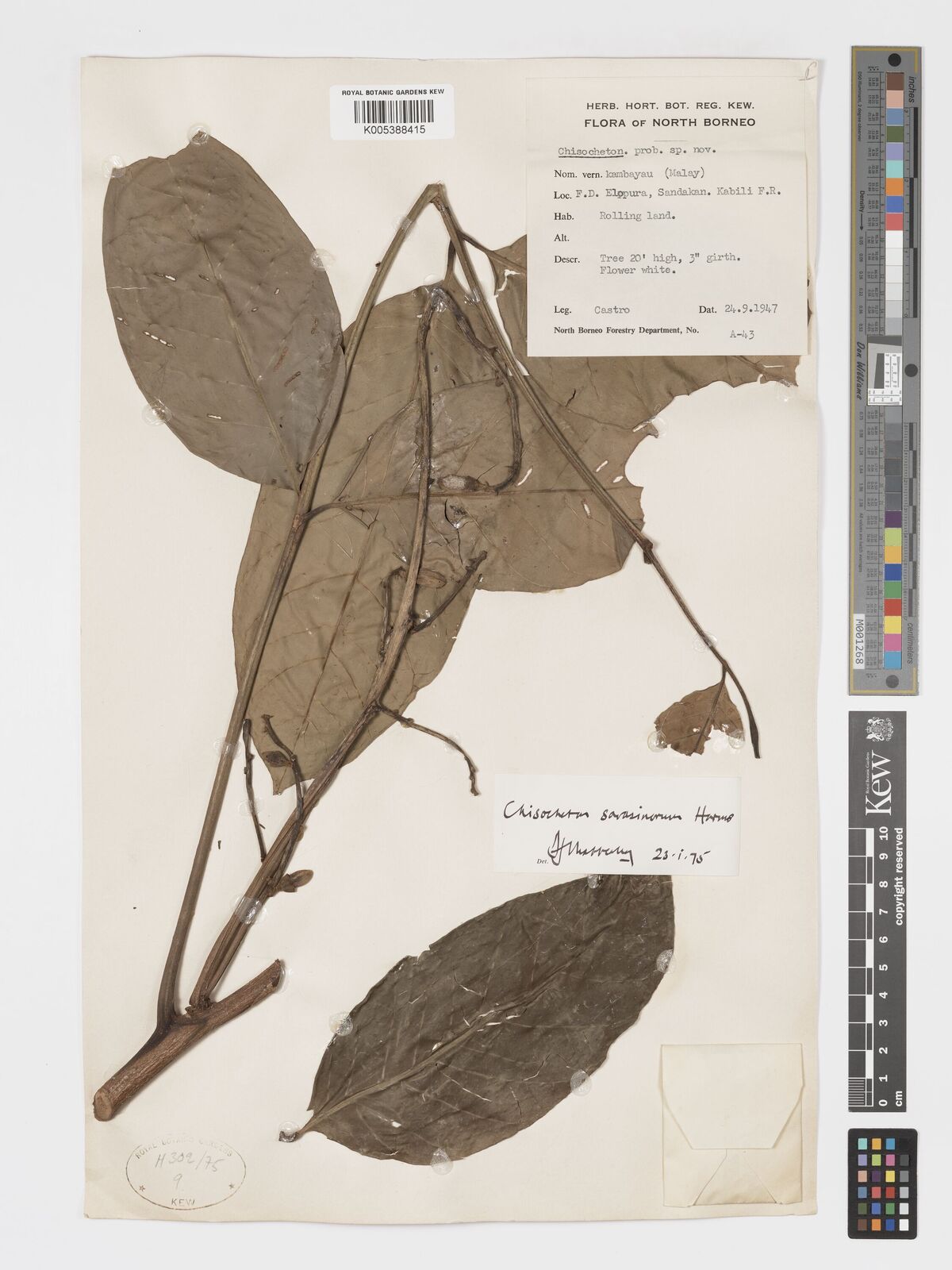 Chisocheton sarasinorum