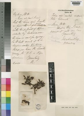 Kew Gardens K000426057:  Ackermann [s.n.]