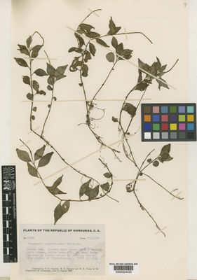 Kew Gardens K000324433:  Yuncker, T.G.; Dawson, R.F.; Youse, H.R. [6188] Honduras