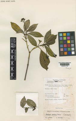 Kew Gardens K000031750:  Sohmer, S.H.; Sumithraarachchi, D.B. [9902] Sri Lanka