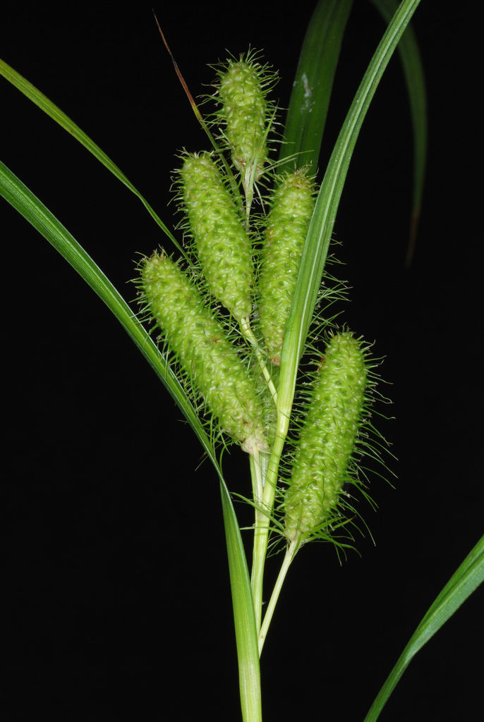 Plant Image 3