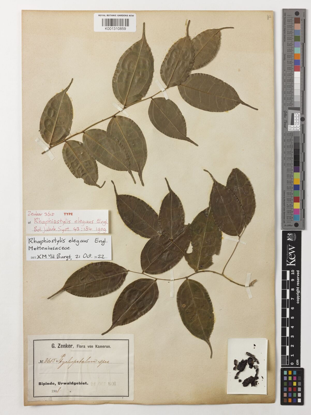Kew Gardens K001310859:  Zenker, G.A. [3615] Cameroon