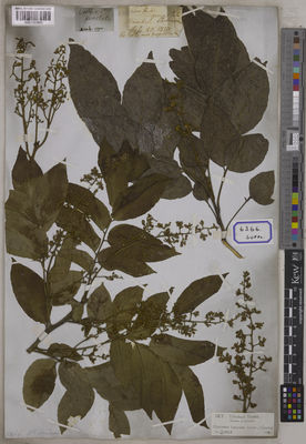 Kew Gardens K001123683:  s.coll. [Cat. no. 6366]