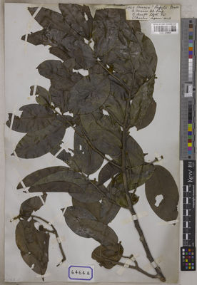 Kew Gardens K001123964:  De Silva, F. [Cat. no. 6464]