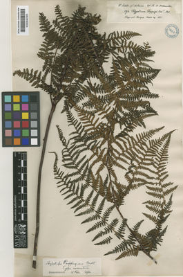 Kew Gardens K000640325:  Lechler, W. [s.n.] Chile