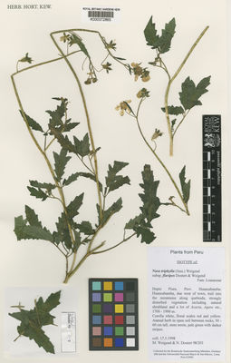 Kew Gardens K000372865:  Weigend, M.; Dostert, N. [98/203] Peru