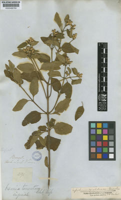 Kew Gardens K000486784:  [Pohl] [291] Brazil