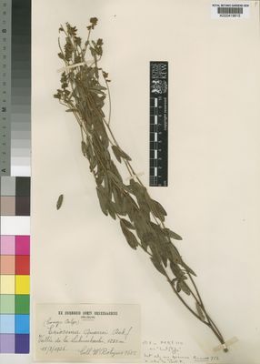 Kew Gardens K000419615:  Robyns, W. [1685] Congo, Democratic Republic of the