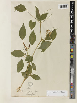 Kew Gardens K001051558:  Maximomicz, C.J. [s.n.] Russia