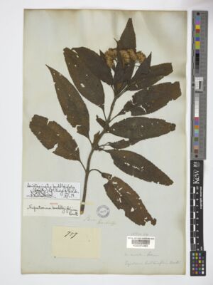 Kew Gardens K000374483:  Hartweg [757] Ecuador