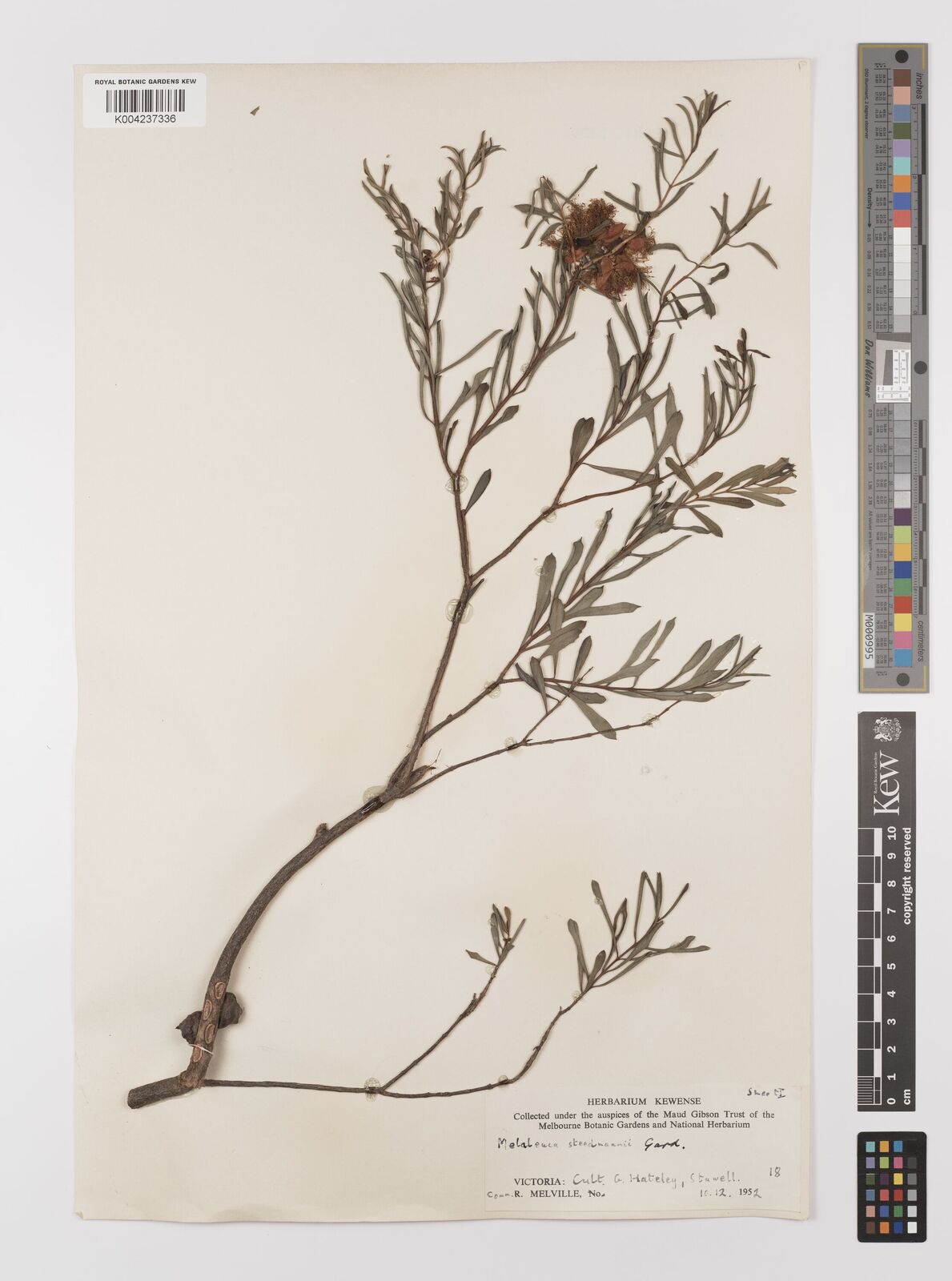 Melaleuca fulgens subsp. steedmanii (C.A.Gardner) K.J.Cowley | Plants of  the World Online | Kew Science