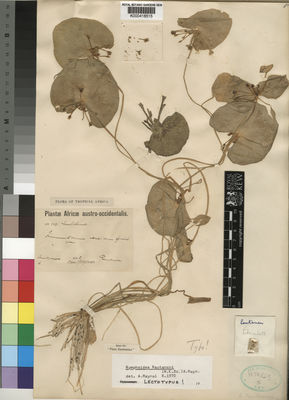 Kew Gardens K000418515:  Rautanen [s.n.] Angola