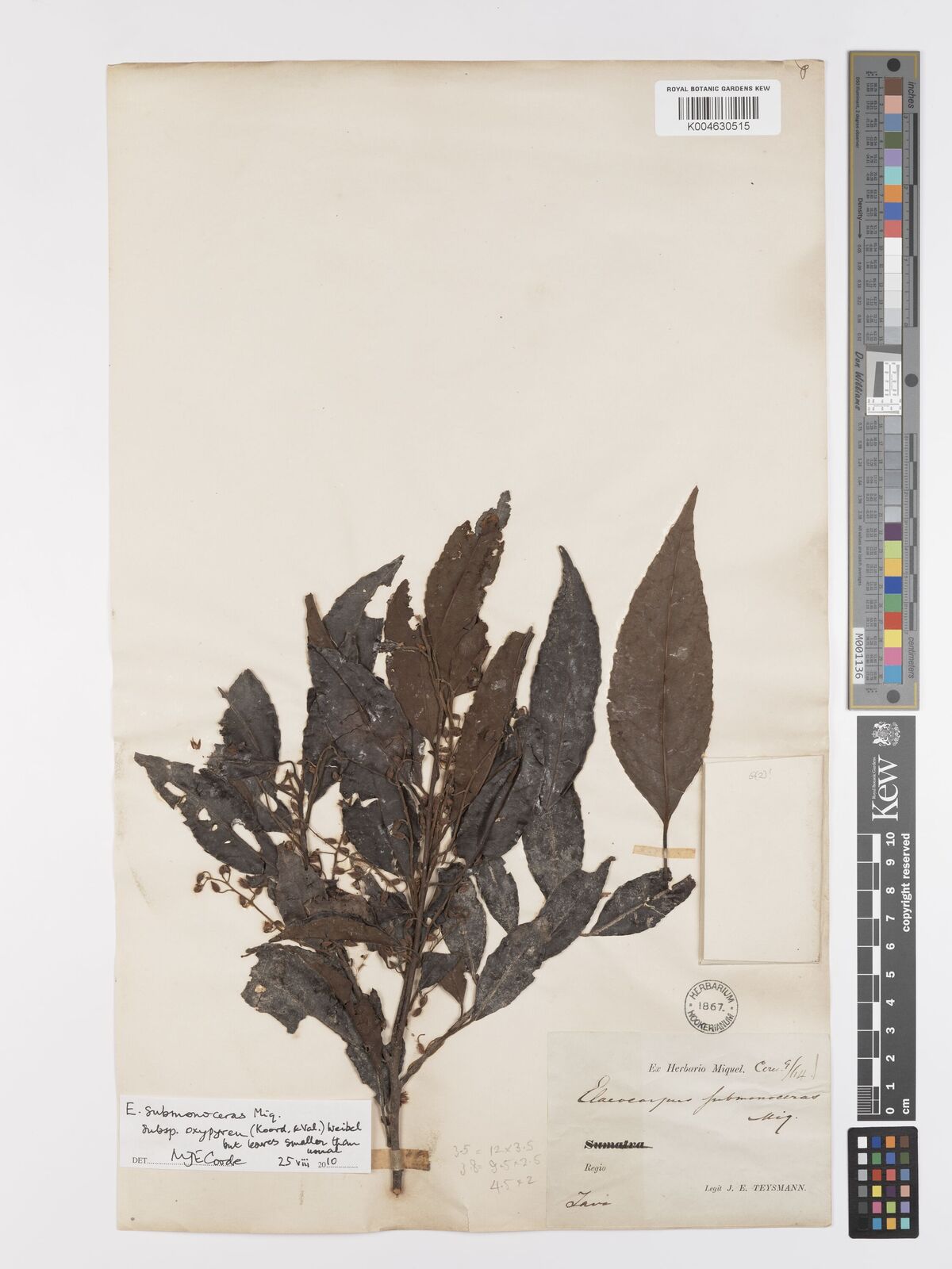 Elaeocarpus acuminatus