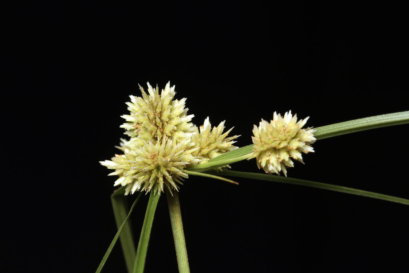 Cyperus ischnos Schltdl.  Colombian Plants made accessible